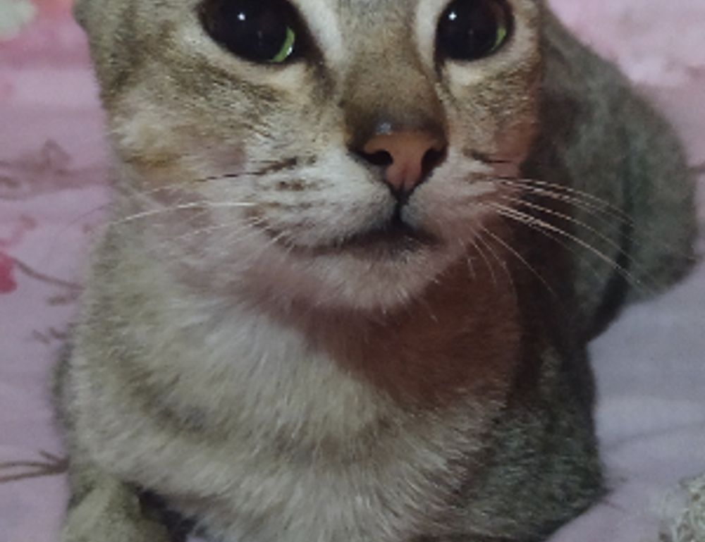 upgrade gaming setup